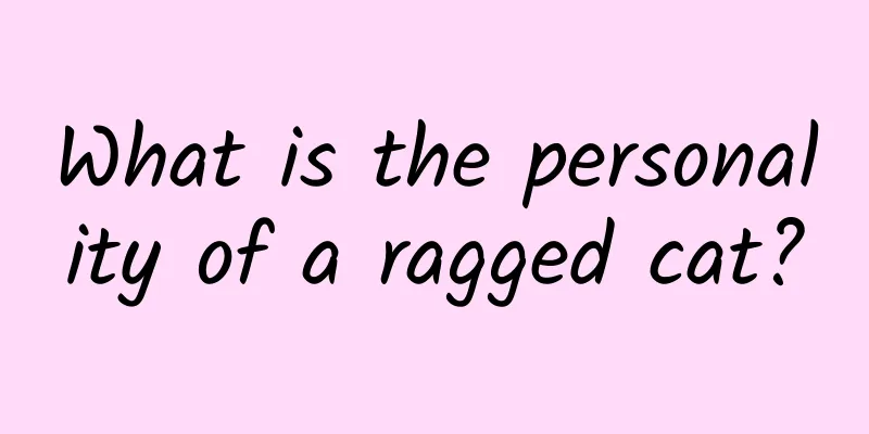 What is the personality of a ragged cat?