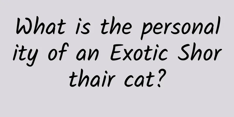 What is the personality of an Exotic Shorthair cat?