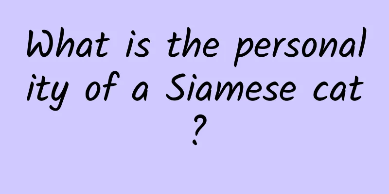 What is the personality of a Siamese cat?
