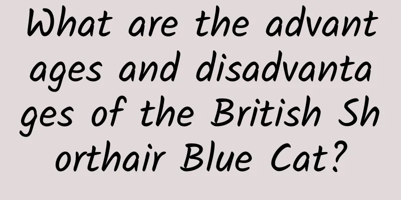 What are the advantages and disadvantages of the British Shorthair Blue Cat?