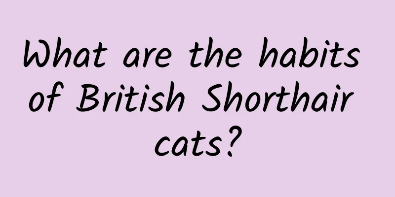 What are the habits of British Shorthair cats?