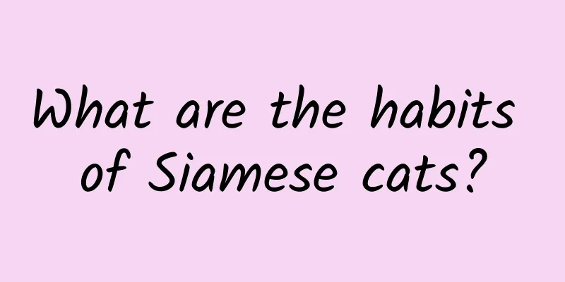 What are the habits of Siamese cats?