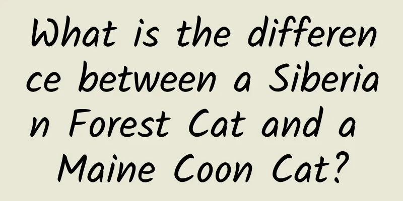 What is the difference between a Siberian Forest Cat and a Maine Coon Cat?