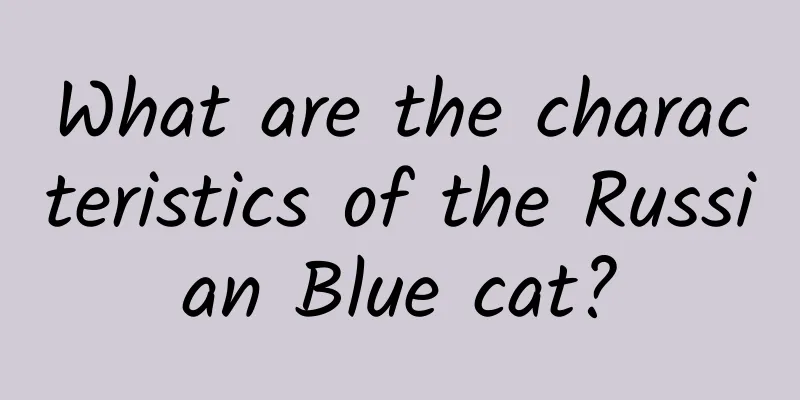 What are the characteristics of the Russian Blue cat?