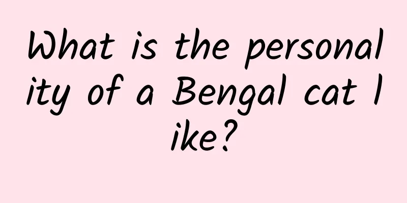 What is the personality of a Bengal cat like?