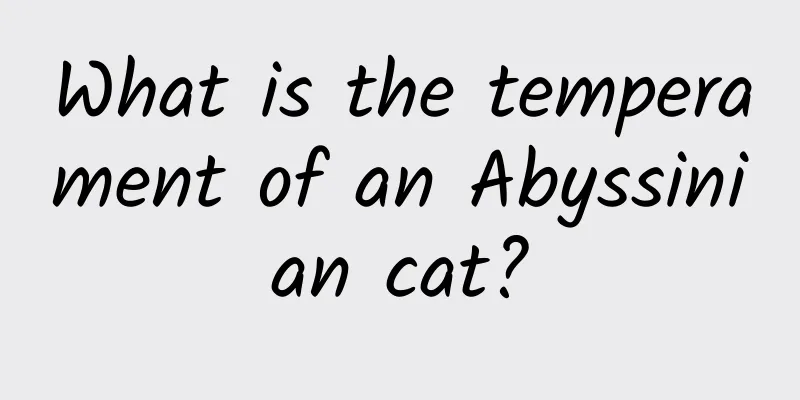 What is the temperament of an Abyssinian cat?