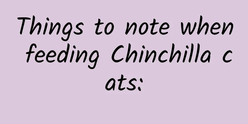 Things to note when feeding Chinchilla cats: