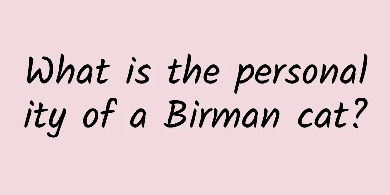 What is the personality of a Birman cat?