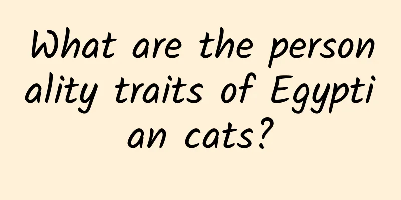 What are the personality traits of Egyptian cats?