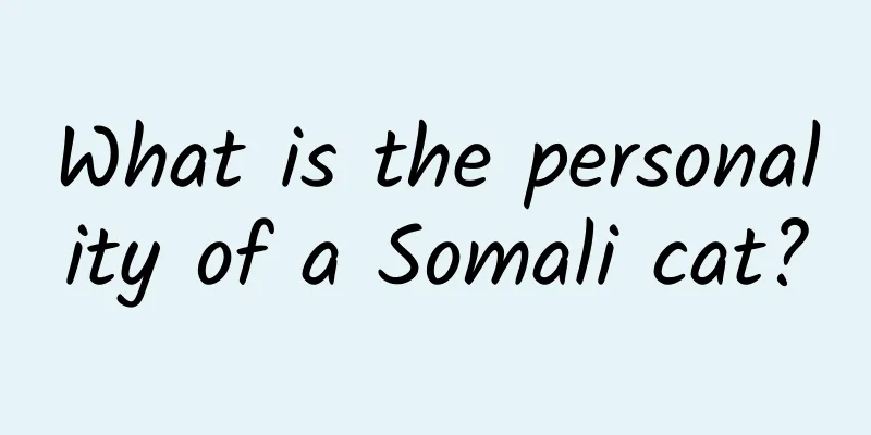 What is the personality of a Somali cat?