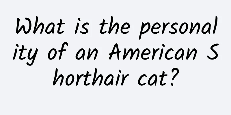 What is the personality of an American Shorthair cat?
