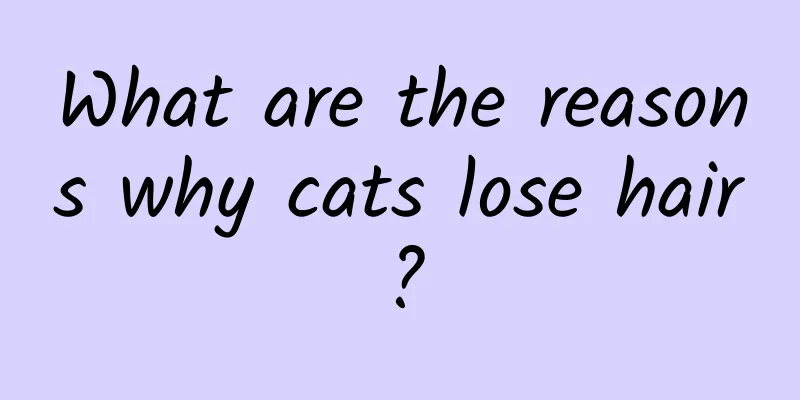 What are the reasons why cats lose hair?