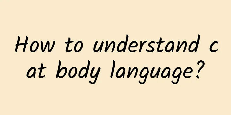 How to understand cat body language?
