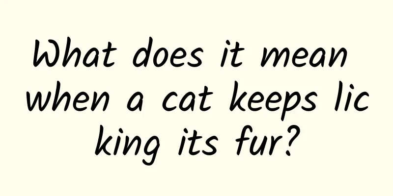 What does it mean when a cat keeps licking its fur?