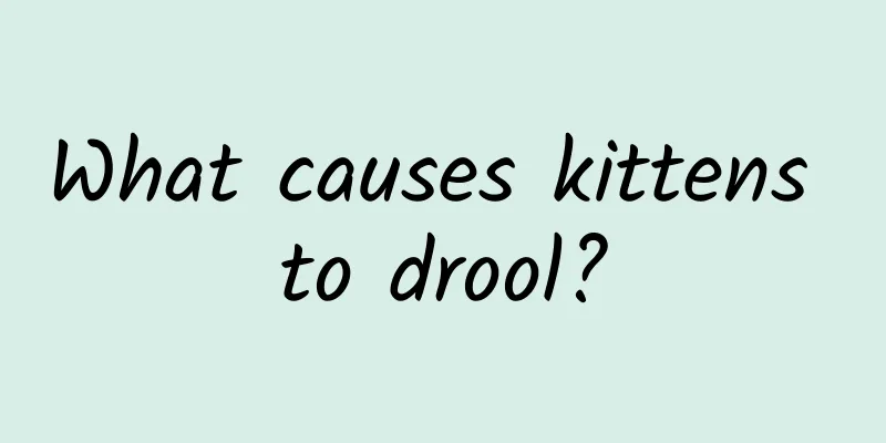 What causes kittens to drool?