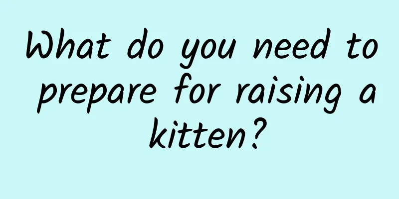 What do you need to prepare for raising a kitten?