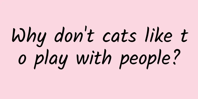 Why don't cats like to play with people?