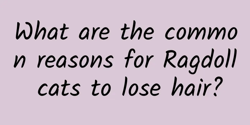 What are the common reasons for Ragdoll cats to lose hair?
