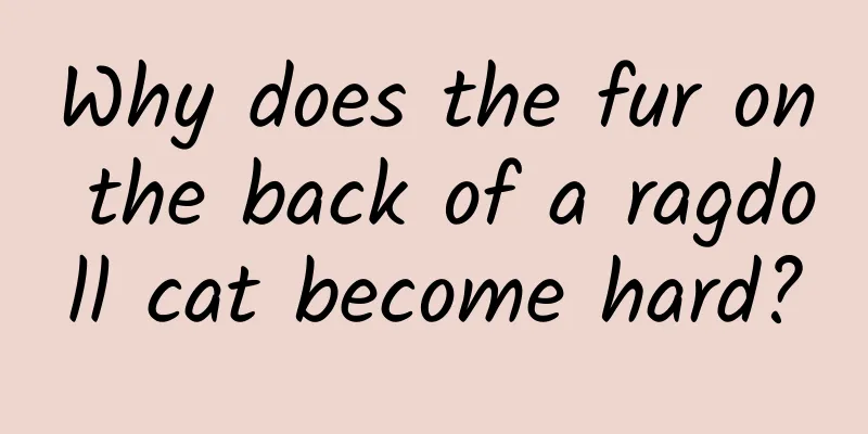 Why does the fur on the back of a ragdoll cat become hard?