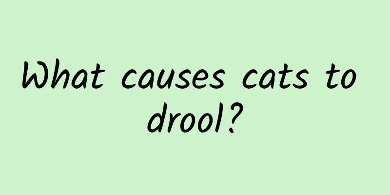 What causes cats to drool?