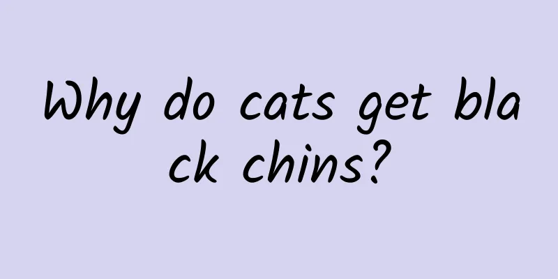 Why do cats get black chins?