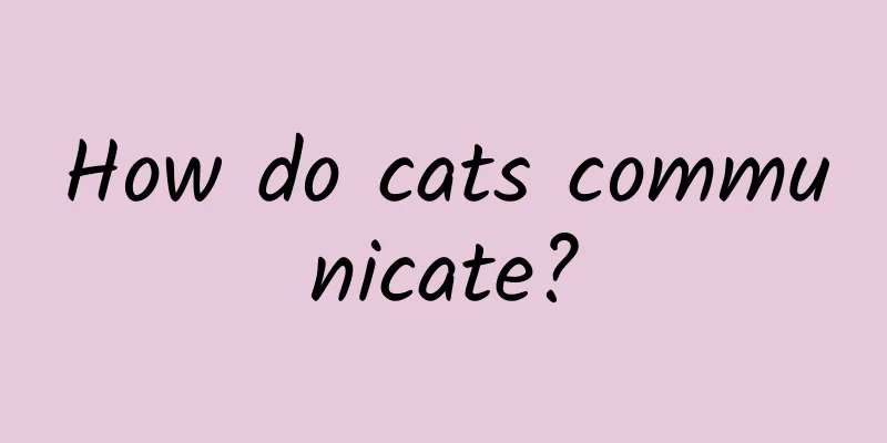How do cats communicate?