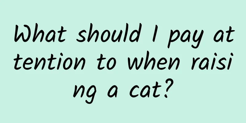 What should I pay attention to when raising a cat?