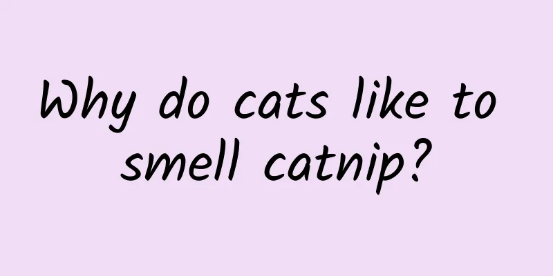 Why do cats like to smell catnip?