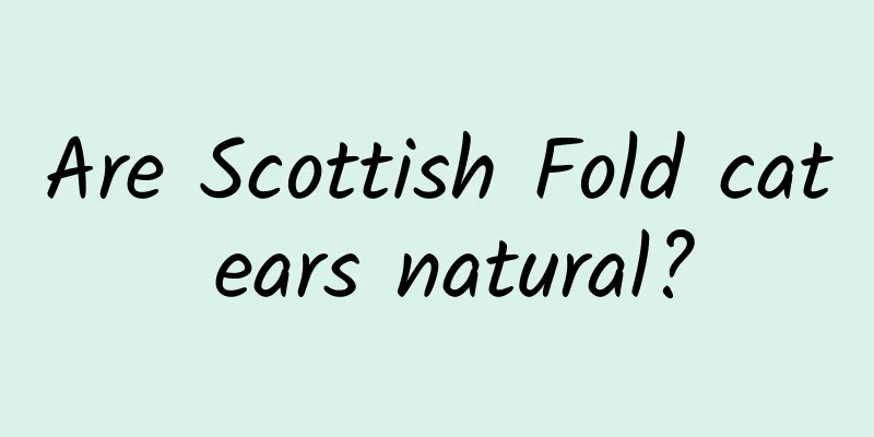 Are Scottish Fold cat ears natural?