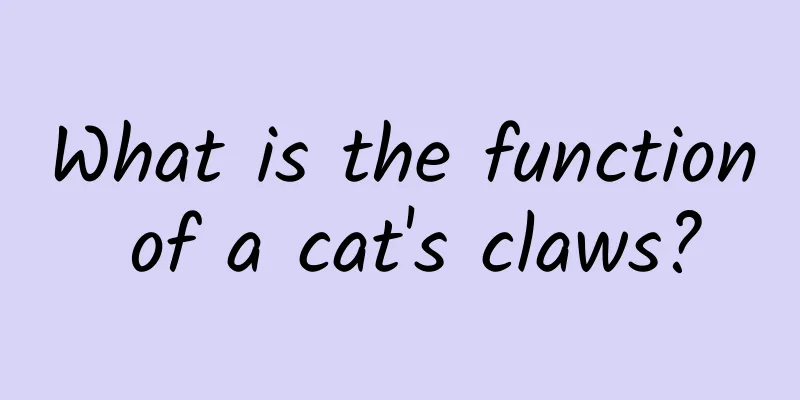 What is the function of a cat's claws?