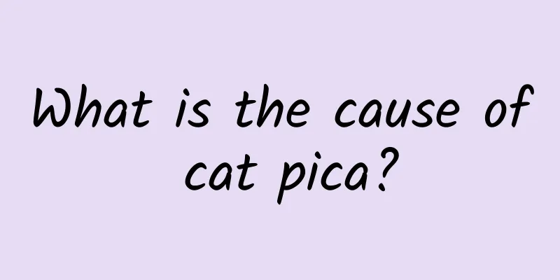 What is the cause of cat pica?