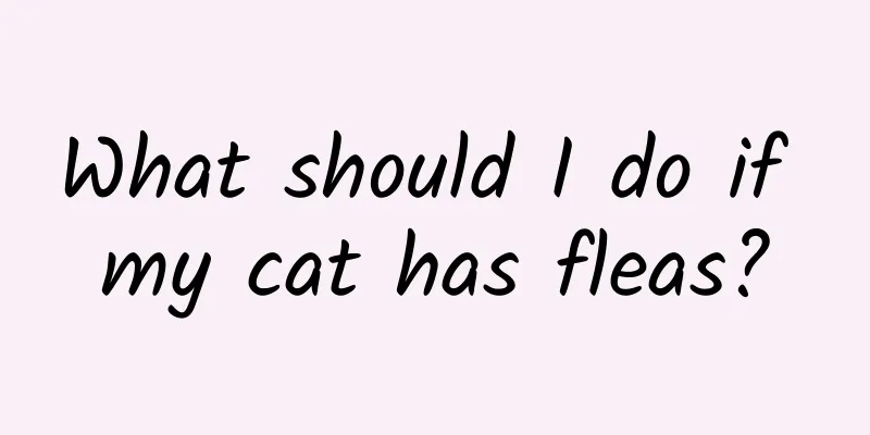What should I do if my cat has fleas?