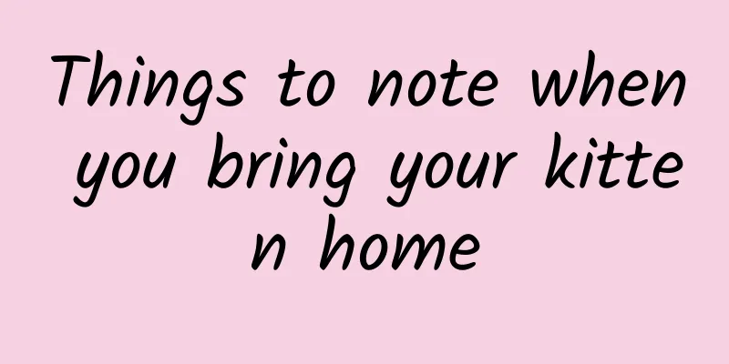Things to note when you bring your kitten home