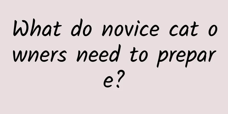 What do novice cat owners need to prepare?