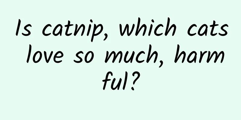 Is catnip, which cats love so much, harmful?