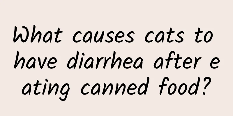 What causes cats to have diarrhea after eating canned food?