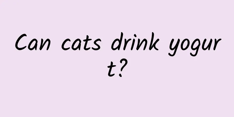 Can cats drink yogurt?