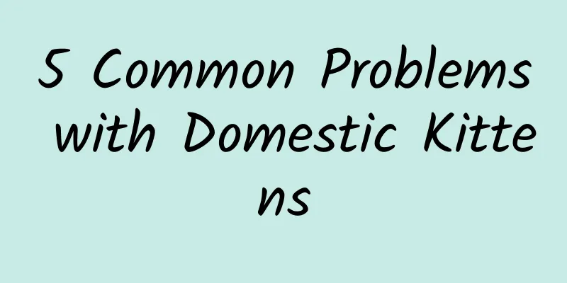 5 Common Problems with Domestic Kittens