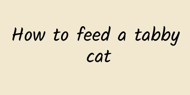 How to feed a tabby cat