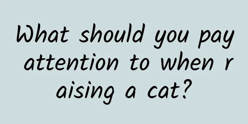 What should you pay attention to when raising a cat?