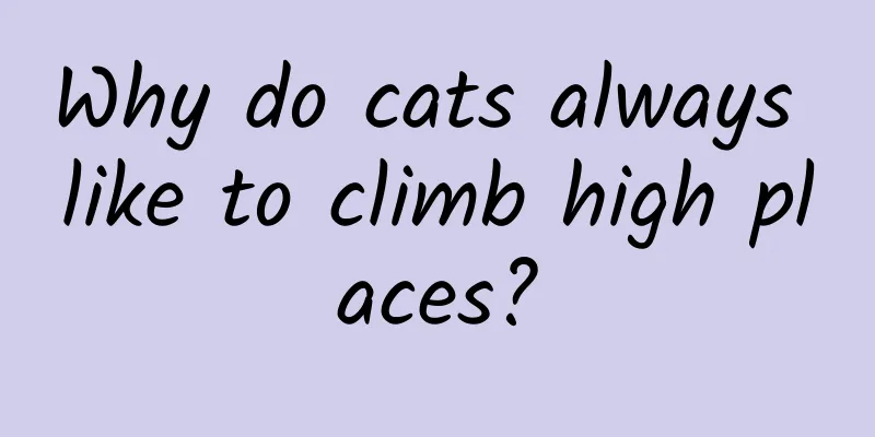 Why do cats always like to climb high places?