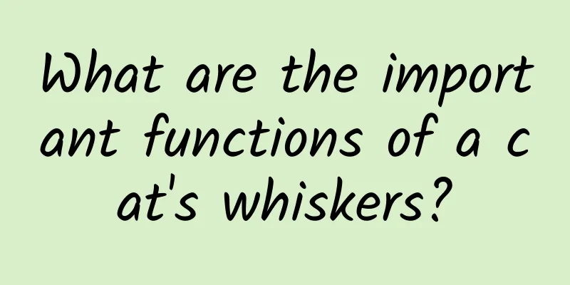 What are the important functions of a cat's whiskers?