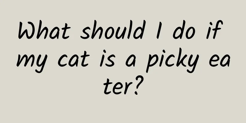 What should I do if my cat is a picky eater?