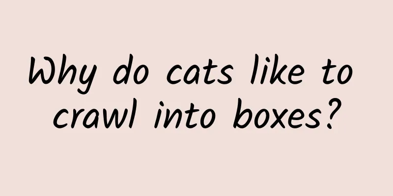 Why do cats like to crawl into boxes?