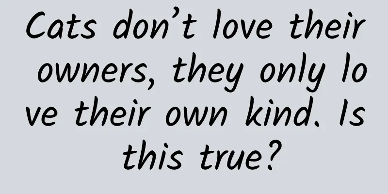 Cats don’t love their owners, they only love their own kind. Is this true?