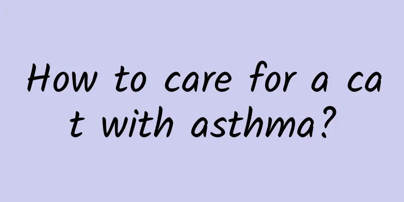 How to care for a cat with asthma?