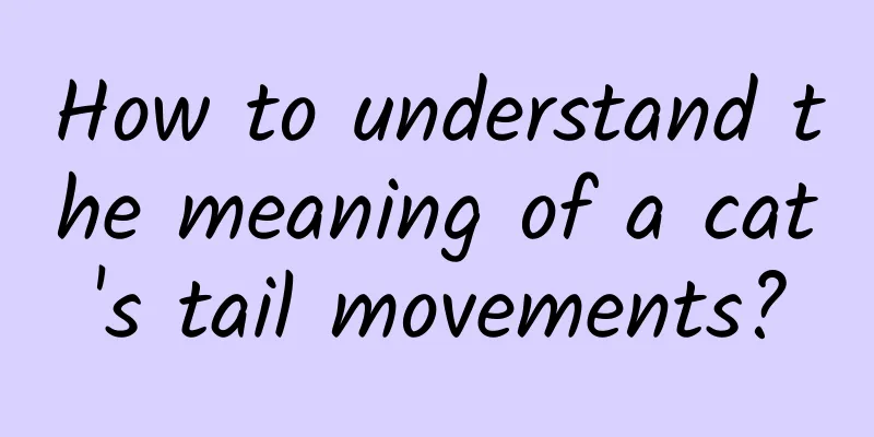 How to understand the meaning of a cat's tail movements?