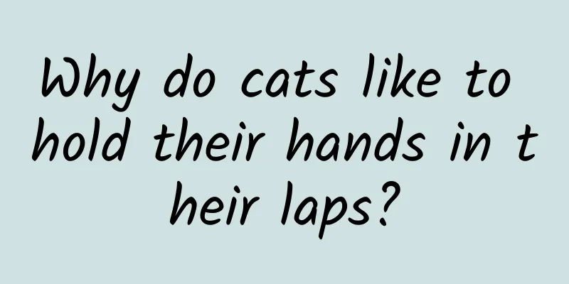 Why do cats like to hold their hands in their laps?