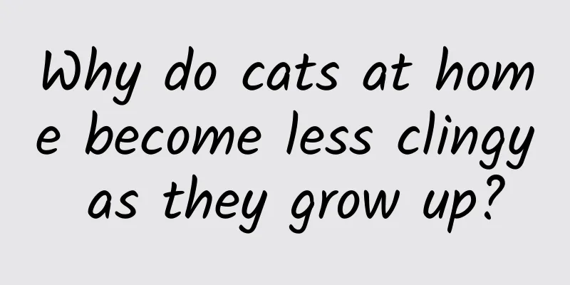 Why do cats at home become less clingy as they grow up?