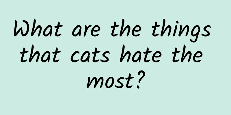 What are the things that cats hate the most?